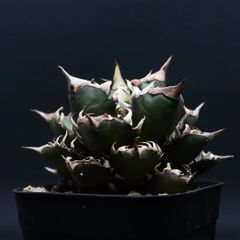 "agave titanota" アガベ チタノタ 【レッドキャットウィーズル】 管理2166