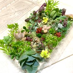 多肉植物 セダム カット苗 箱いっぱい 詰め合せ 寄せ植えセット フード