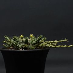 "Euphorbia gorgonis" ユーフォルビア ゴルゴニス 管理2145