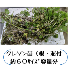 クレソン苗（寝・泥付　約６０サイズ容量分
