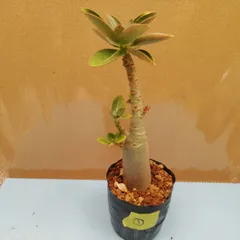 2025年最新】ソコトラナムの人気アイテム - メルカリ 