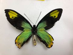 蝶の標本★難あり‼︎サンクリストバル島産ビクトリアトリバネアゲハ♂No.2
