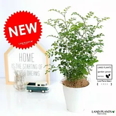 シマトリネコ 8寸鉢ごと 常緑 苗木 植物 本日入荷！