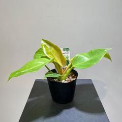 フィロデンドロン　メラノニーゴールド　抜き苗