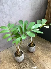 2025年最新】ザミア フルフラセアの人気アイテム - メルカリ