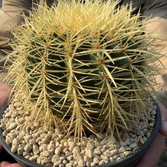 【鉢ごと発送】【送料込】 サボテンの王様！金色サボテン / 金鯱（キンシャチ） 7寸 平鉢21号 / 【現品】25-7-5-06
