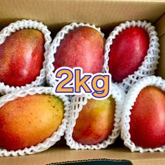 宮古島産 特大摘果マンゴー4.8kg - メルカリ