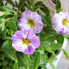 一重咲き カリブラコア チャチャ ディーバラベンダー 3.5号ポット苗 【3株販売】 寄せ植え 花壇 鉢植え お洒落 可愛い 春の花 夏の花 秋の花 花 苗 初心者
