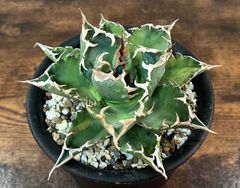 Agave Titanota アガベ チタノタ 夕映 老白鯨 大株 発根済み 送料込み