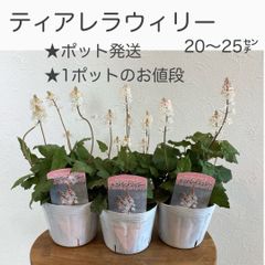 ティアレラ苗　ウィリー　　★耐寒性多年草　★1ポットのお値段　★ポットごと発送(抜き苗致しません) ★初心者さん向き　★半日陰を好みます