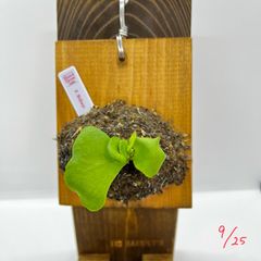 ビカクシダ　リドレイ　胞子　板付