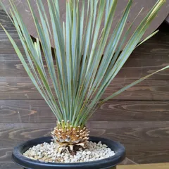 オープニング大放出セール Yucca 植物 #95 発根済 ユッカ 85