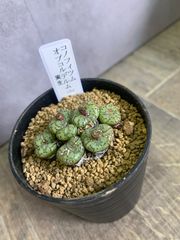 コノフィツム　オブコルデルム　メセン　多肉　多肉植物