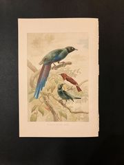 ムクドリ科　1893年の動物画 pl.4