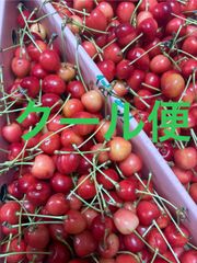 さくらんぼ（紅てまり）小粒サイズ 箱込1キロ程度 山形県産