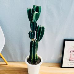 ［現品］18番　柱サボテン　鬼面角  ブランチ　8号　観葉植物　室内　おしゃれ　棘無し　ユニーク　スタイリッシュ