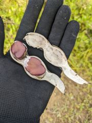 赤いソラマメの種【初姫】〔固定種〕種のみ 20粒 2024年採種のサムネイル
