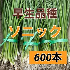 早生玉ねぎ苗‼️ソニック600本‼️