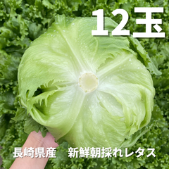 湧水レタス　１２玉