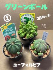 ドラゴンボール　ピッコロ　シンメトリカ　３点セット　鉢ごと発送致します‼️ 写真は見本になります。