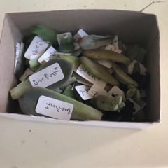 多肉植物　葉挿し