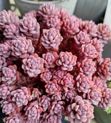 ☆リンダリンダ☆カット３苗セット♪多肉植物