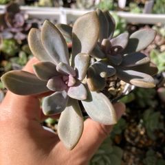 パキフィトイデス錦　抜き苗　多肉植物　モフ多肉