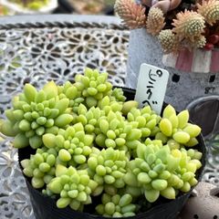多肉植物 ☘️ ピンクベリー いっぱい 抜き