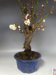 梅 白花「玉牡丹」赤花「見驚」