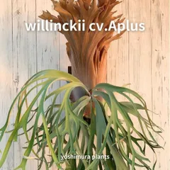 2026年最新】RYDEEN ビカクシダの人気アイテム - メルカリ