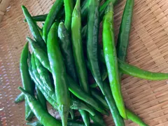 ☀激辛青唐辛子 2kg サンクス限定販売品 ☀激辛青唐辛子 2kg サンクス限定販売品 ☀激辛青唐辛子 2kg サンクス限定