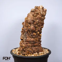 2025年最新】ユーフォルビア ムランジーナの人気アイテム - メルカリ