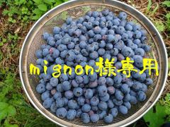 mignon様専用　生食用ブルーベリーミックス正味２kg＋α！(多め)