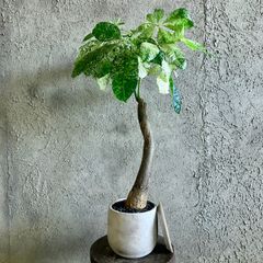 厳選された植物と鉢】希少品種 斑入り パキラ ミルキーウェイ 6