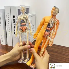 2025年最新】心臓模型の人気アイテム - メルカリ