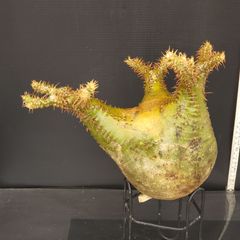 K391【最新到着】Pachypodium　グラキリス（M）（現地球・抜き苗）【塊根植物】パキポディウム　グラキリス