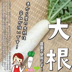 大根　☆農薬や化学肥料は使っておりません　埼玉県産　５kg（大、中、小、サイズ混合）　※葉つきではありません