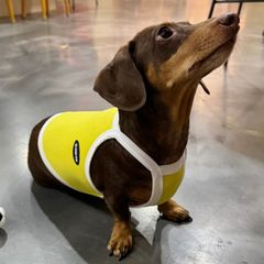 メルカリ ダックス服 接触冷感 ひんやり L XL スポーツ クール クロップド タンクトップ 小型犬 中型犬 ダックスフンド  夏 doggystar ドッギースター