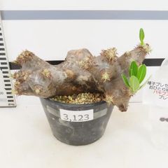 3123 「塊根植物」パキポディウム ブレビカリックス 植え【発根未確認・Pachypodium brevicalyx・購入でパキプス種子プレゼント】