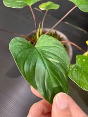 オマロメナ　ルベスケンス　Homaromena rubescens