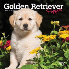 【輸入版】2024年 子犬のゴールデン・レトリバー ミニ カレンダー / ブラウントラウト  (Golden Retriever Puppies)