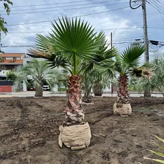 推定500本以上ワシントンヤシの苗安心土付き発送