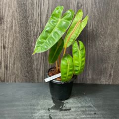 フィロデンドロン ビレッティア Philodendron “Billietiae”