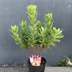 バンクシア バウエリ 6号 オージープランツ - メルカリ