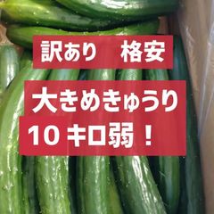 割引クーポンで100円引き！10キロ弱！リピーター続出！デカきゅうり！　野菜ソムリエサミット銀賞受賞　農家直送　減農薬　有機肥料　ちょいデカきゅうり　訳あり　10kg
