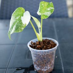 「超希少」クリームブリュレ　モンステラ　上級バリエガタCreme Brulee 超希少」クリームブリュレ モンステラ 上級バリエガタCreme