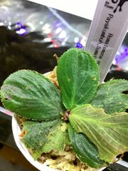 Homalomena sp. Payakumbuh Sumatera barat 問屋便2025/05