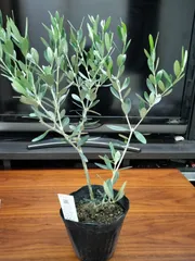 オリーブの木　カラマタ　苗木 カラマタ】接木苗 2年生苗 6号ポット オリーブ[からまた・花木