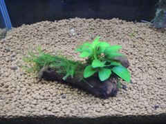306．流木付き水草 アヌビアスナナプチ 南米ウィローモス