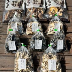 希少種子標本 4種セット ニッパヤシ ソテツ他 - メルカリ